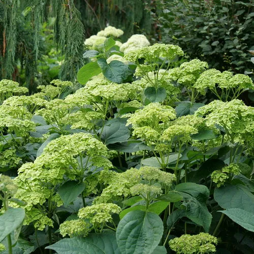 Hydrangea:  'Sublime'®  - 8" (PW) (Bl)